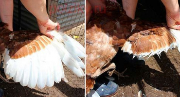 2 Způsoby, jak přistřihnout perličkám křídla, aby nelétaly